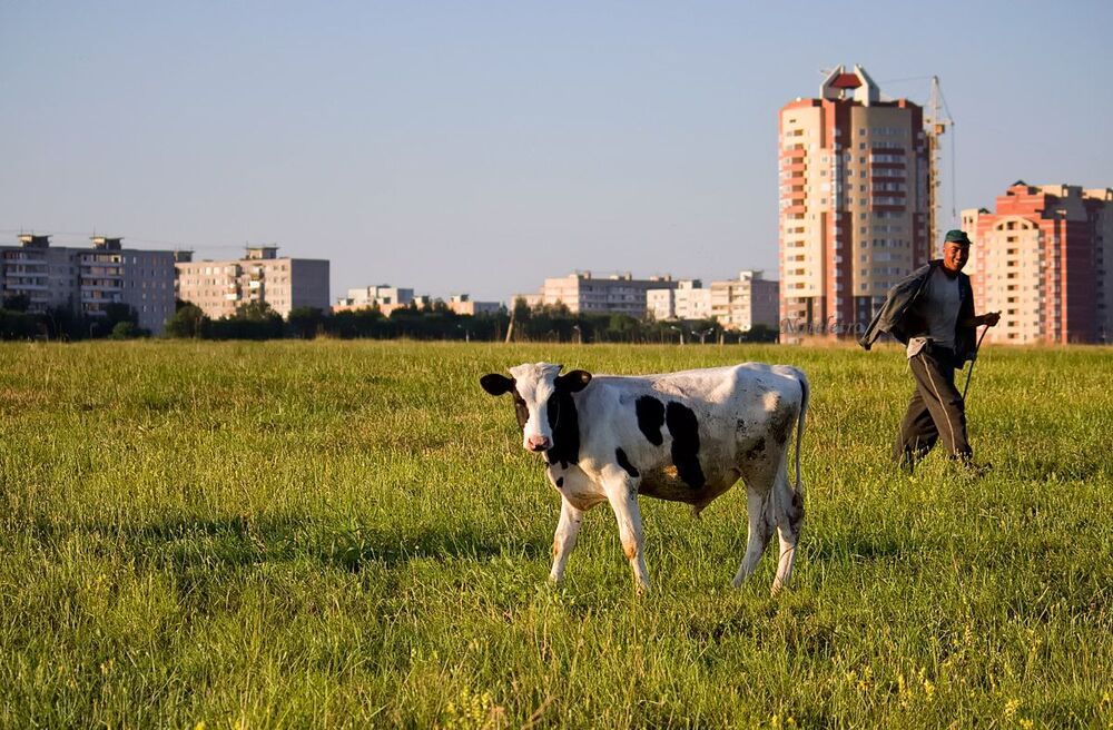 Городские бурёнки