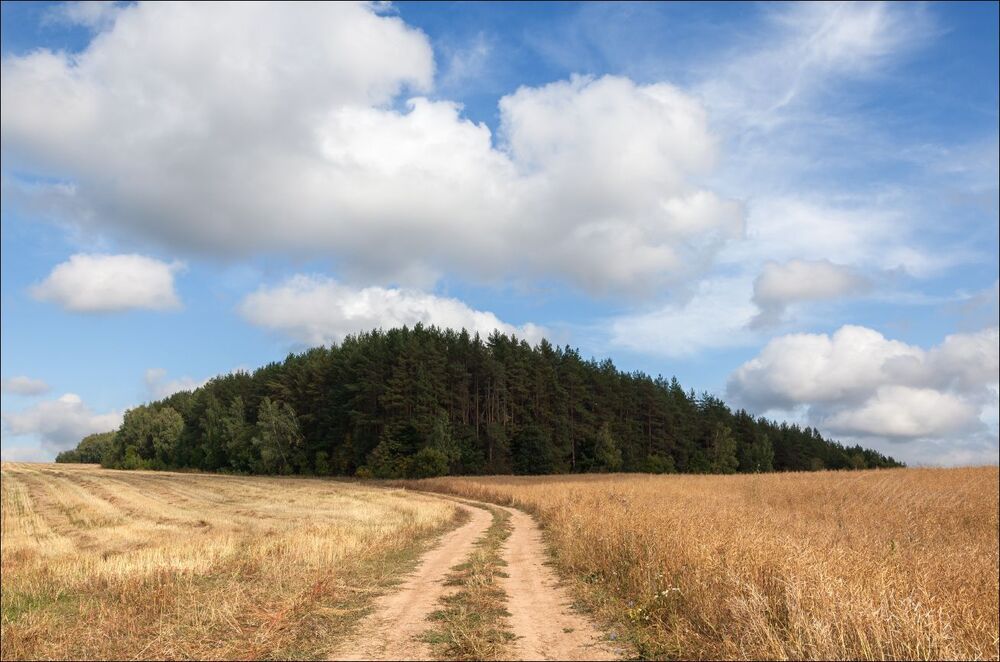 У краеугольного леса