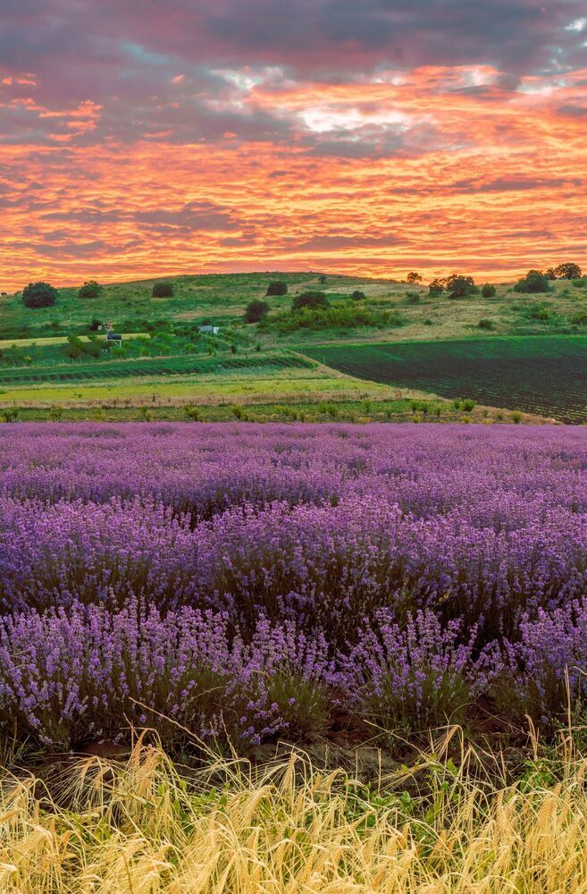 Lavender sunset