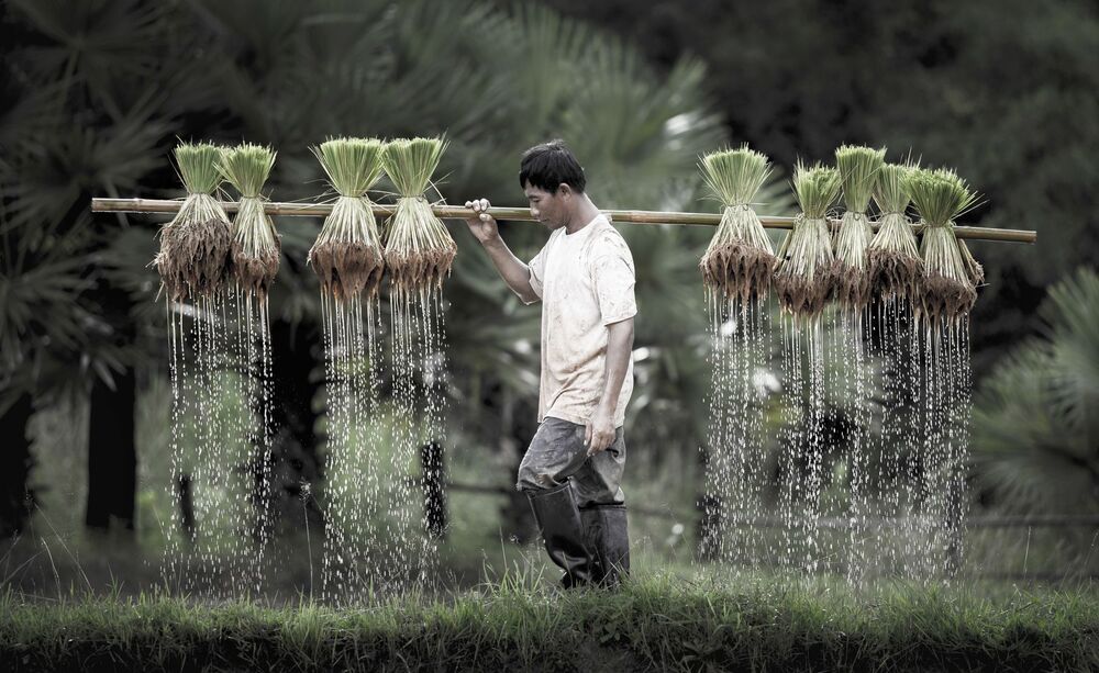 Farmers grow rice in the rainy season. They were soaked with water and mud to be prepared for planting. wait three months to harvest crops.