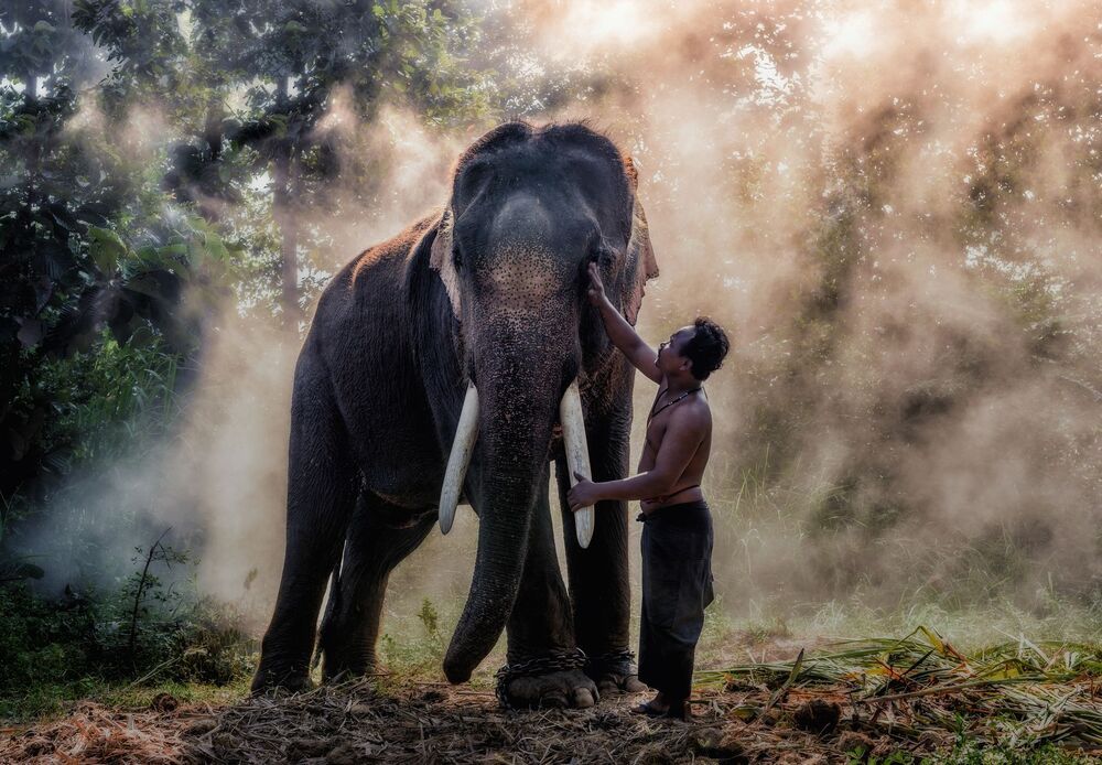 Mahout at Surin Province, Thailand