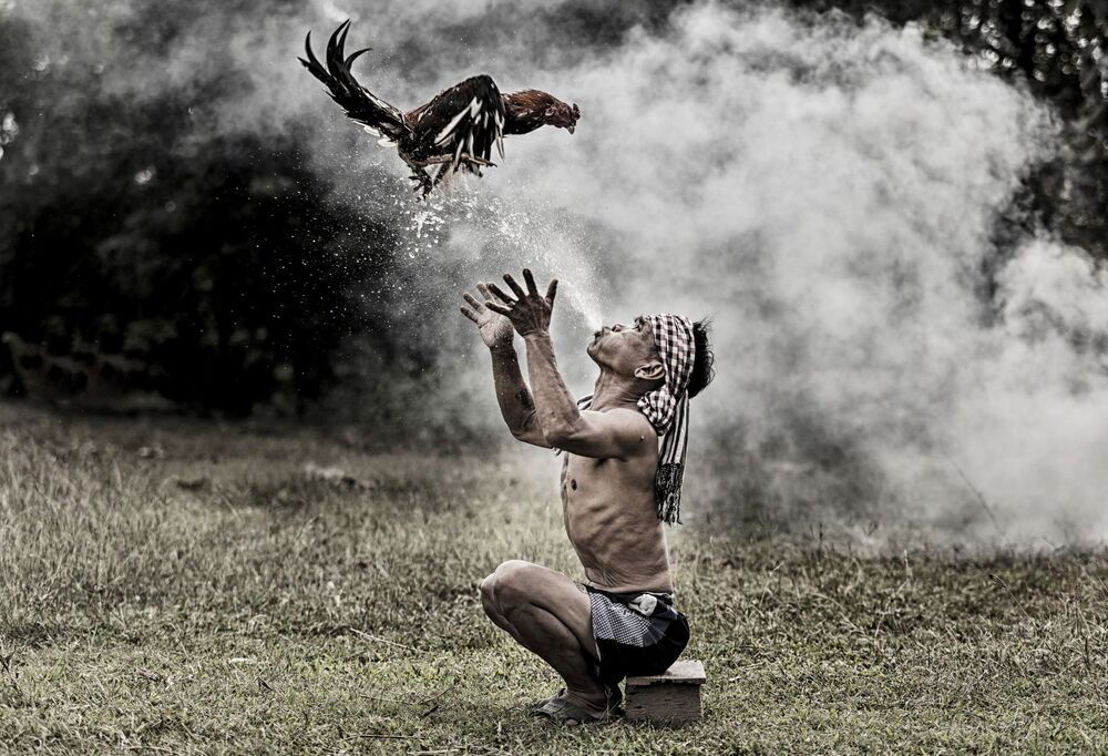 Thai local people with cock fighting in  farm
