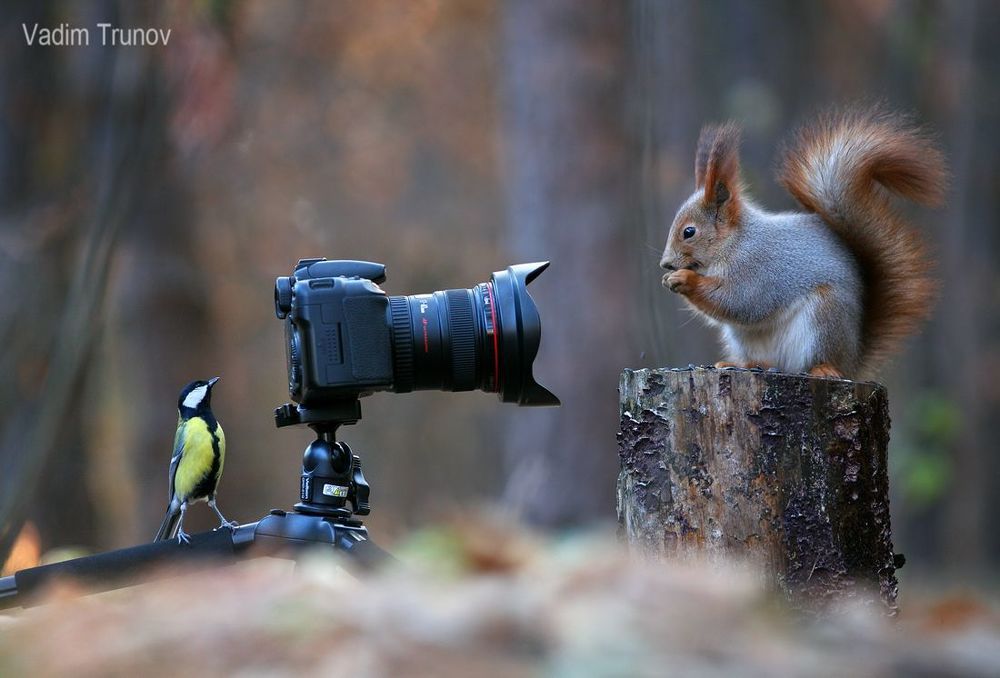 Белочка, сфотографируй меня!
