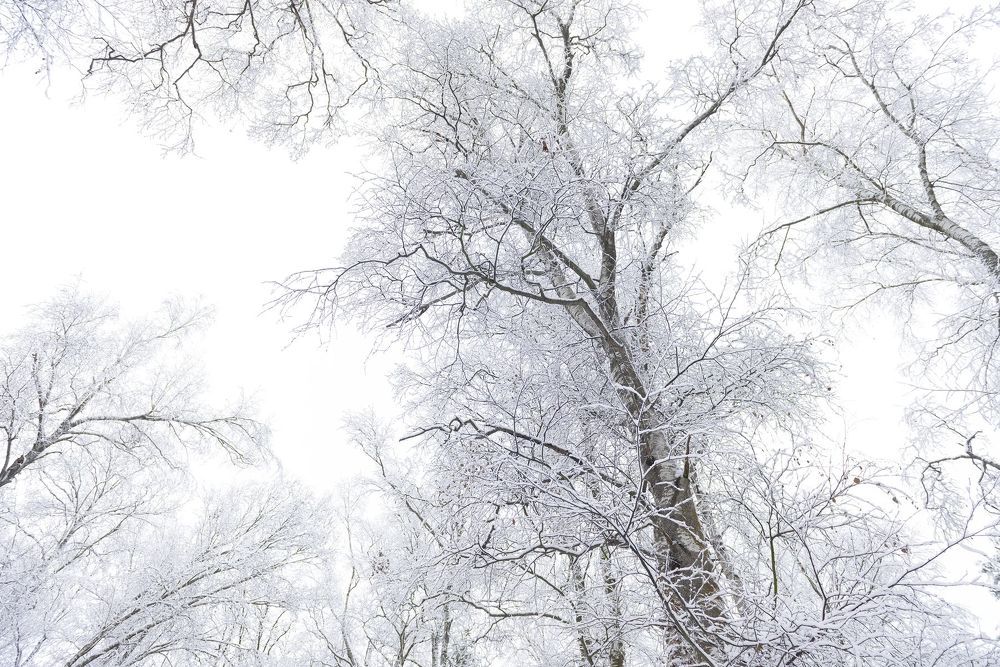 Winter Forest