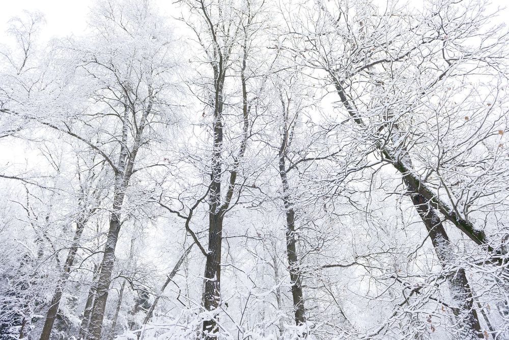 Winter Forest