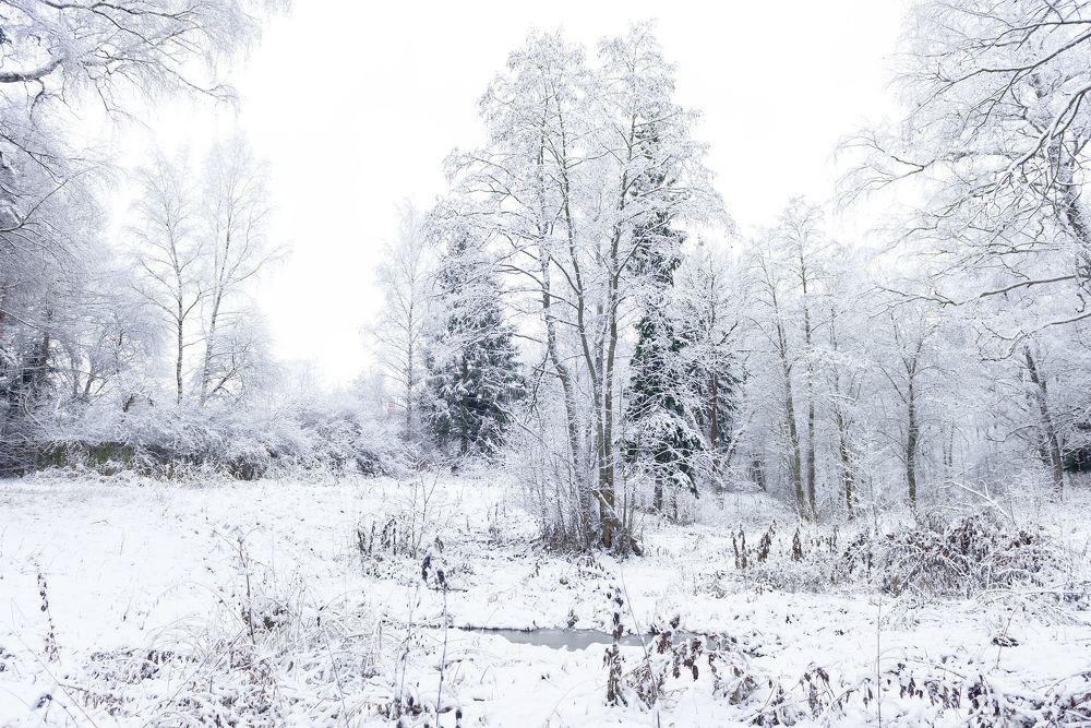 Winter Forest
