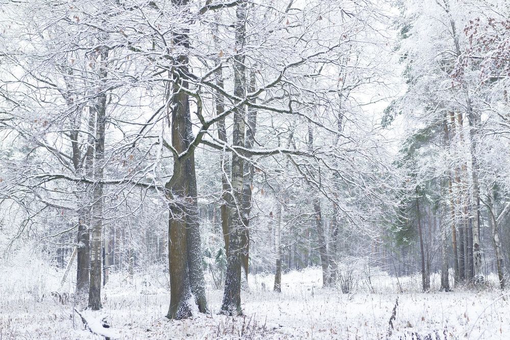 Winter Forest