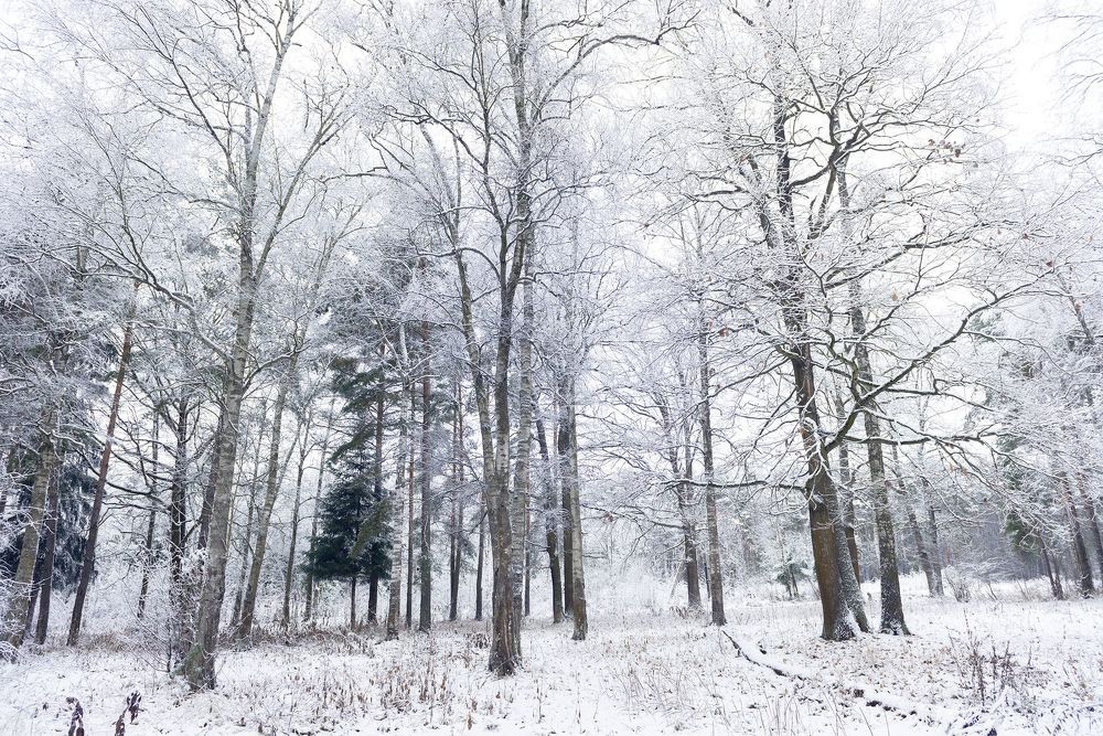 Winter Forest