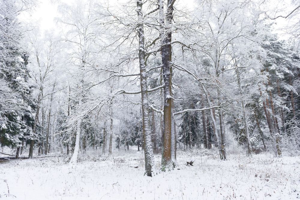 Winter Forest