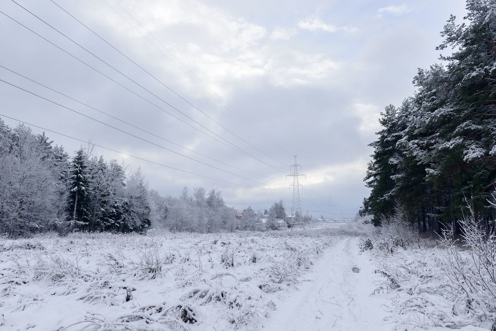 Winter Forest