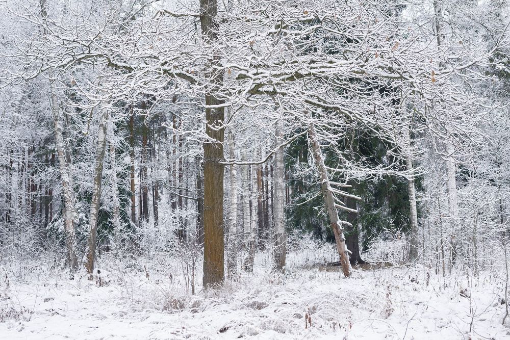 Winter Forest