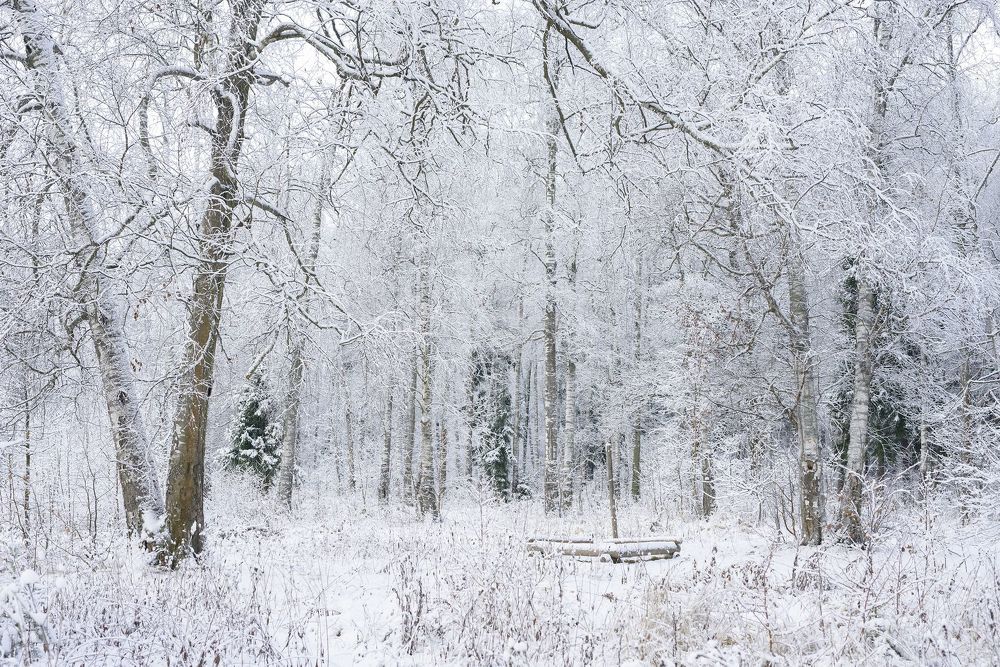 Winter Forest