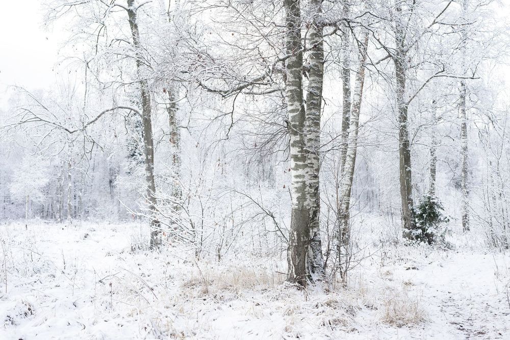 Winter Forest