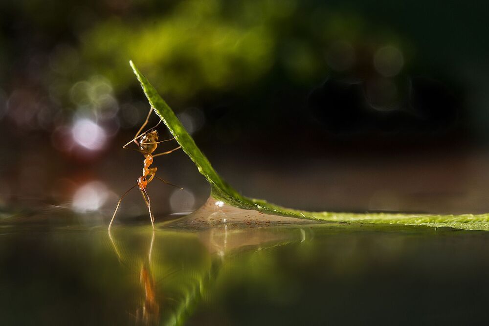drinking ant