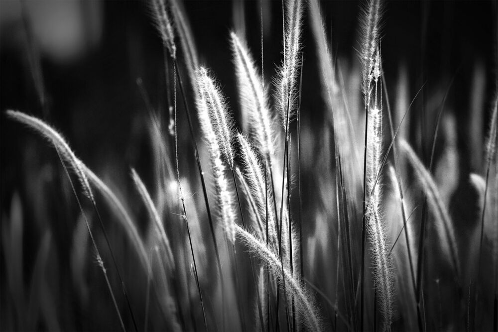 glorious light