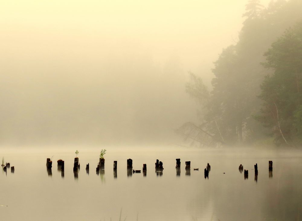 Mist