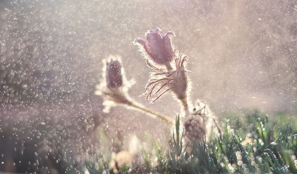 Wind Flower