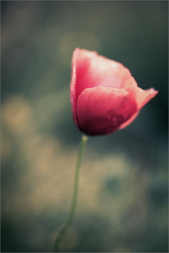 Photo 81730