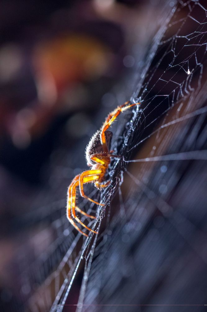 spider