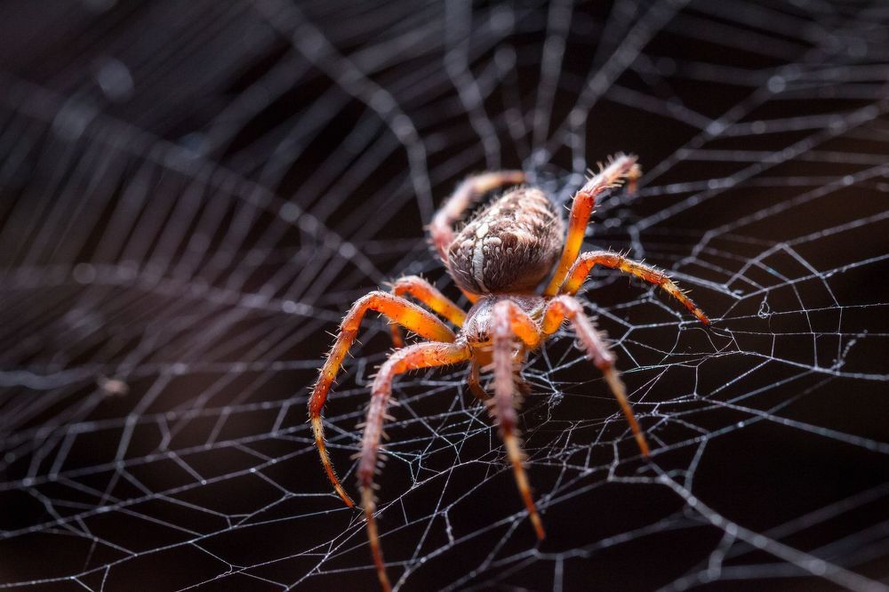 spider