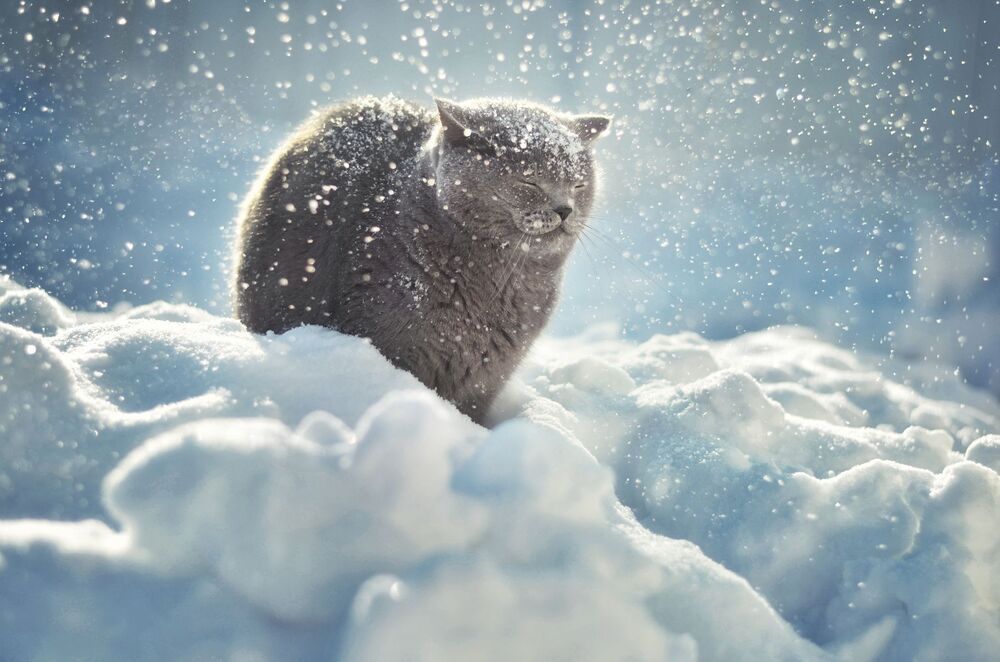 Let it snow!