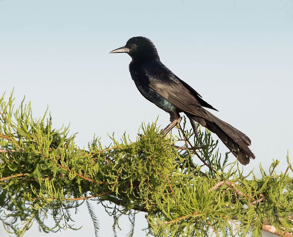 Гракл - Boat-tailed grackle