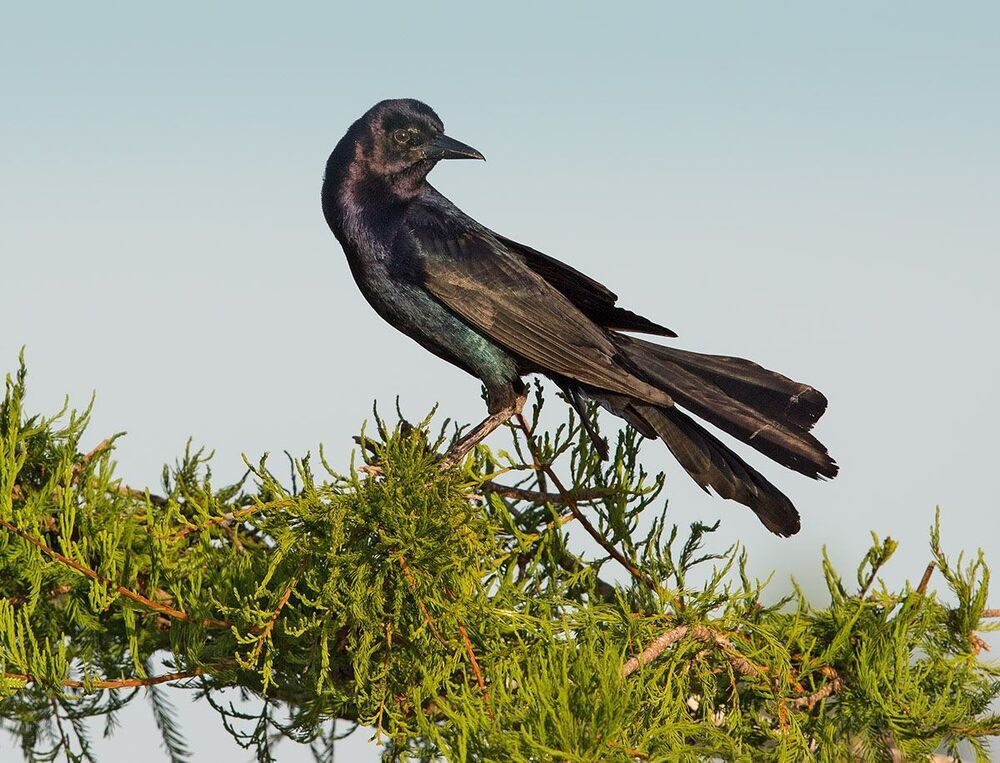 Гракл - Boat-tailed grackle