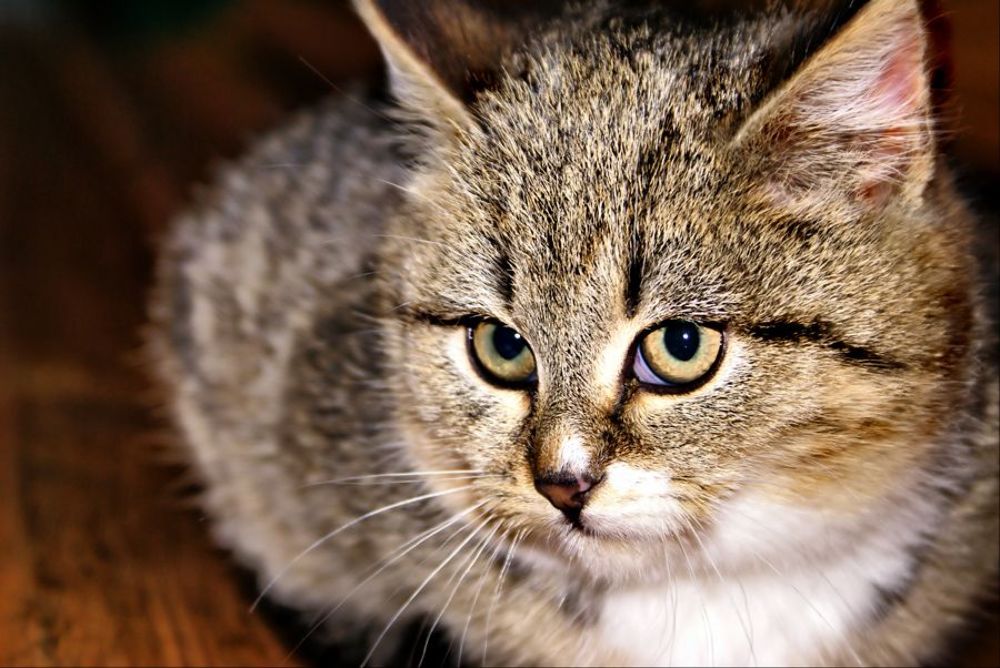 Котята, коты и кошки - все по-немножку