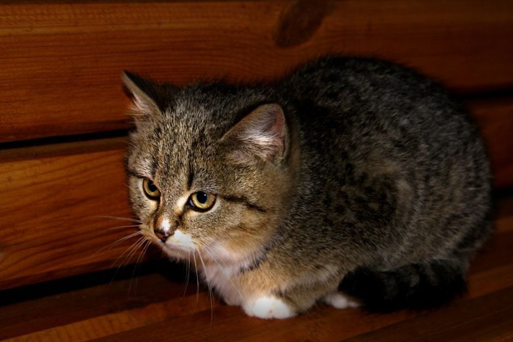 Котята, коты и кошки - все по-немножку