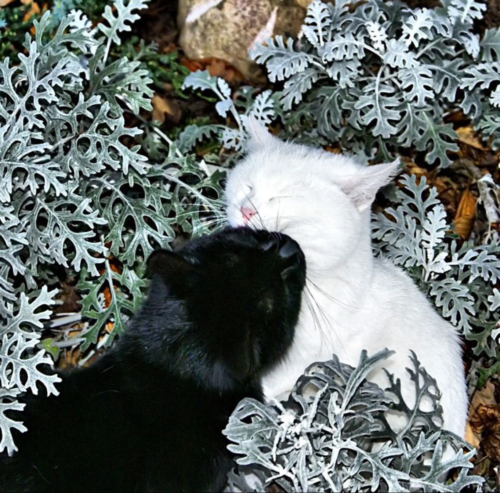 Котята, коты и кошки - все по-немножку