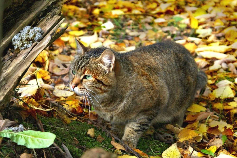 Котята, коты и кошки - все по-немножку