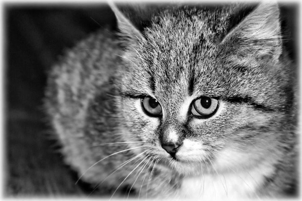 Котята, коты и кошки - все по-немножку