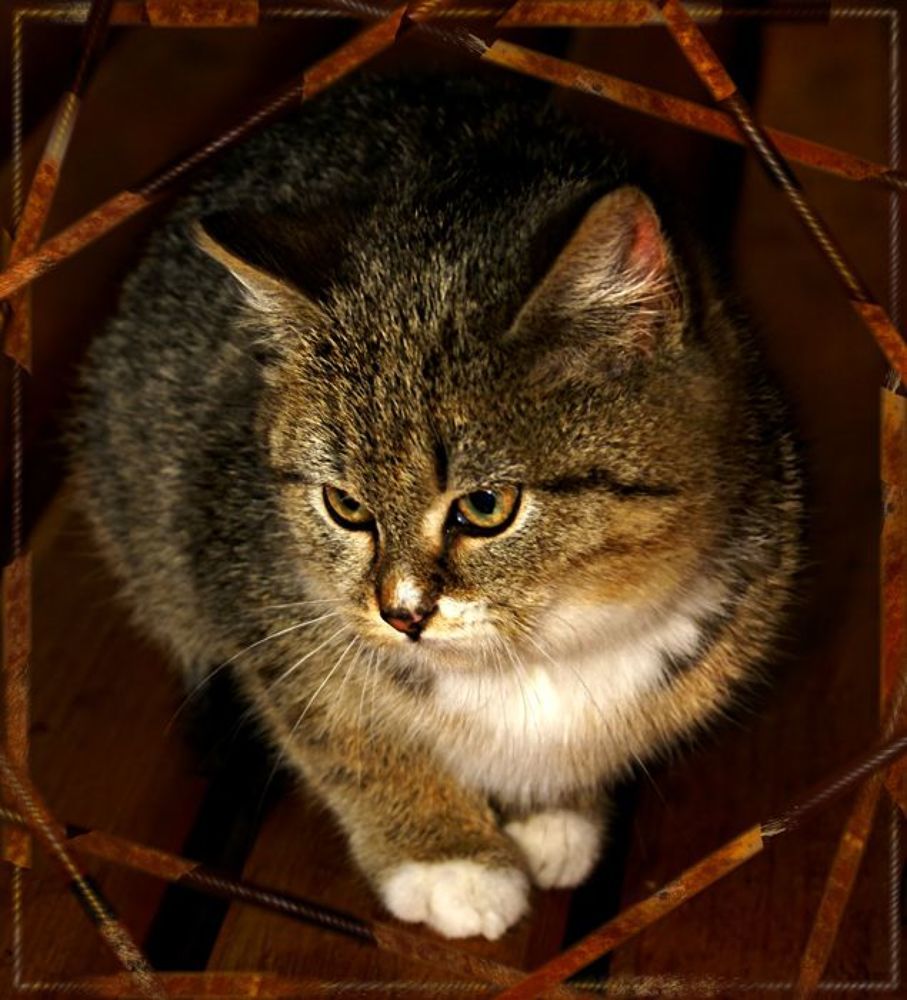 Котята, коты и кошки - все по-немножку