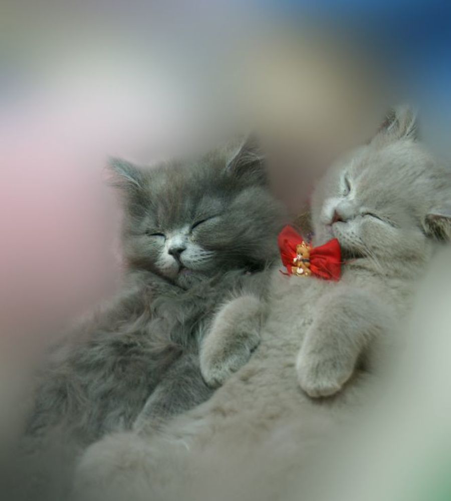 Котята, коты и кошки - все по-немножку