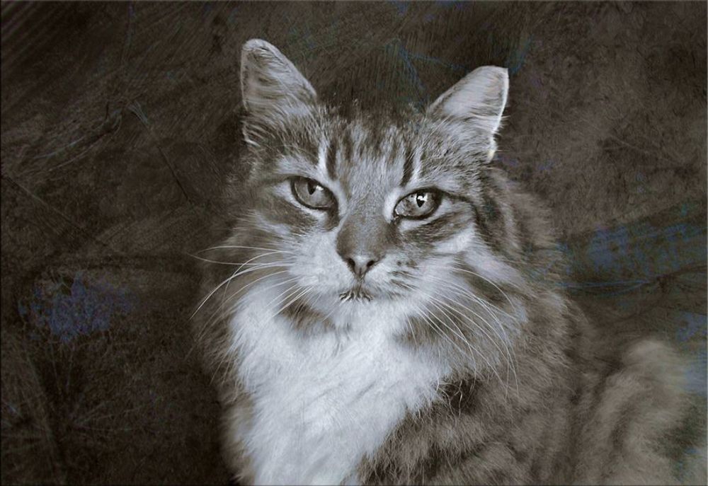 Котята, коты и кошки - все по-немножку