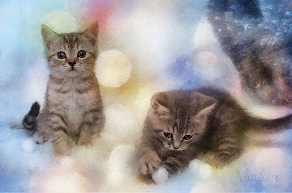 Из жизни снежнокотиков...