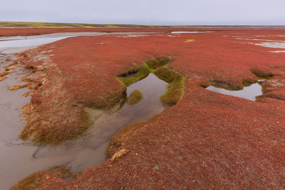 Эфемерия галофитовых диагоналей