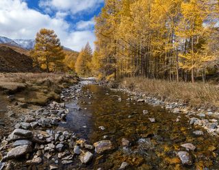 Сусальным золотом горят иголки...