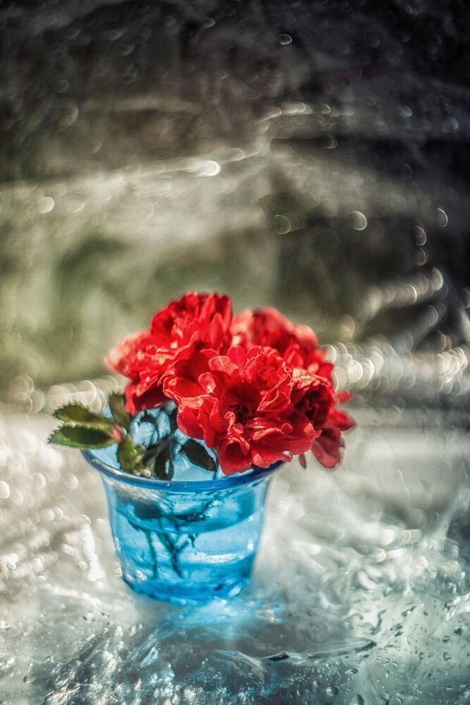 Roses