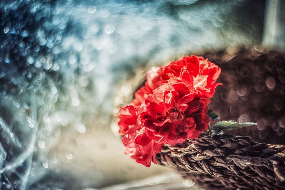 Roses