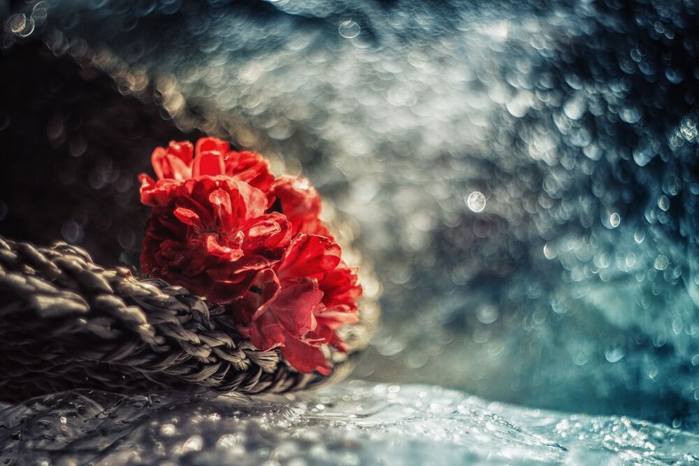 Roses