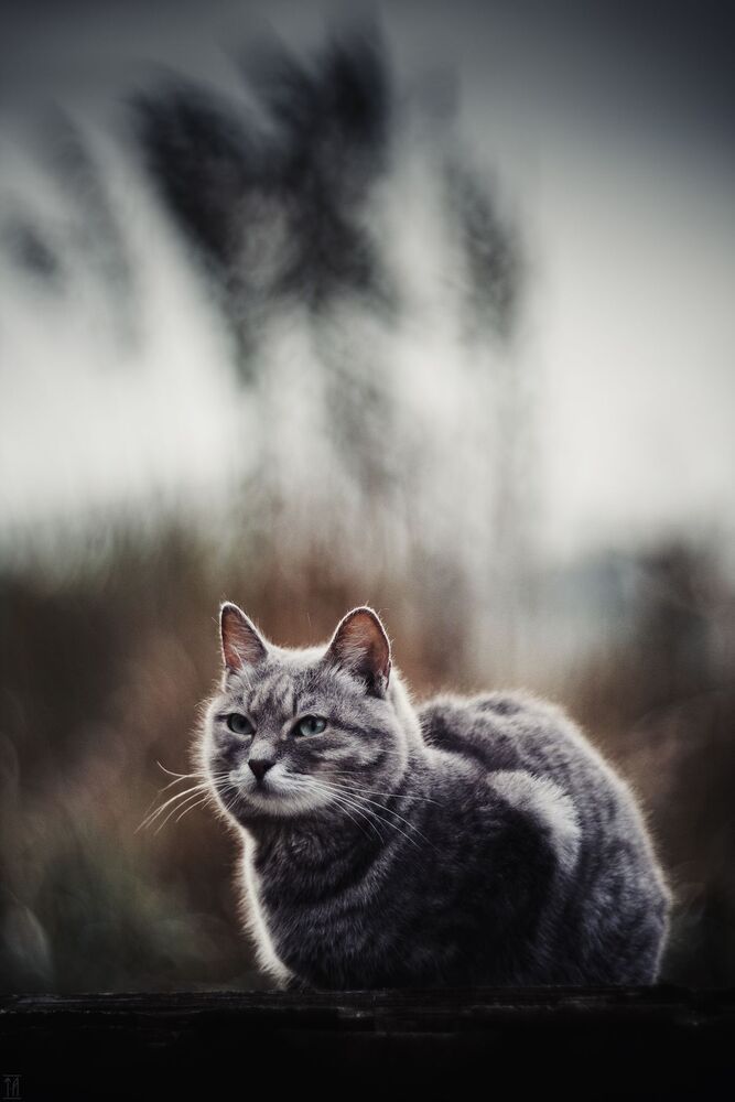 Кошечка