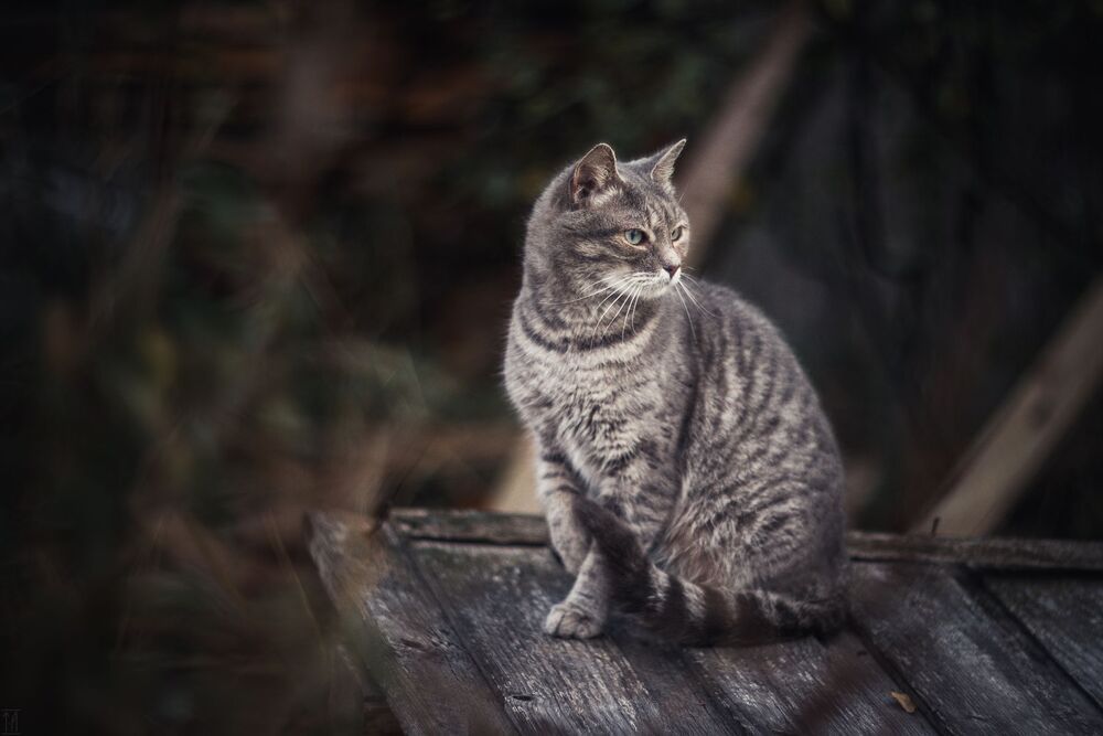 Кошечка