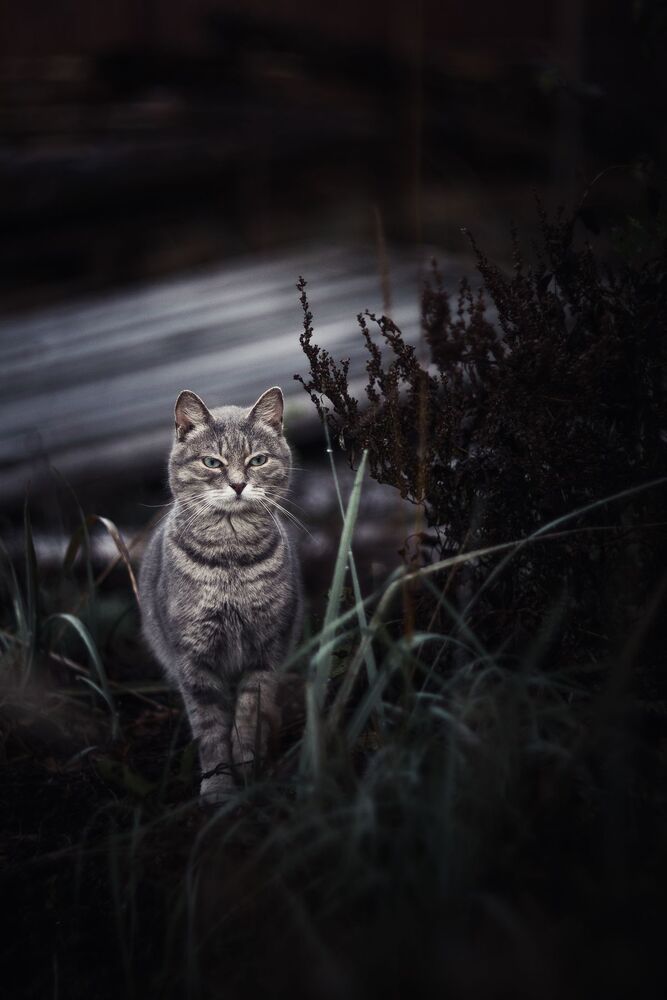Кошечка