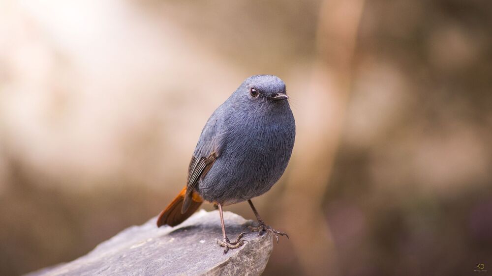 Plumbeous water redstart