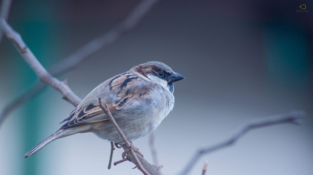 Sparrow