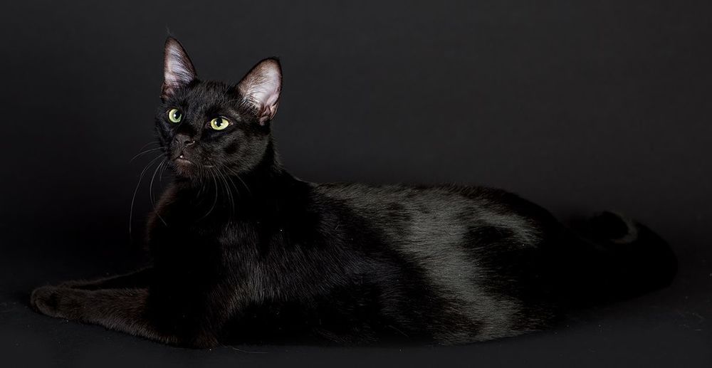 Кузя - My Black Cat