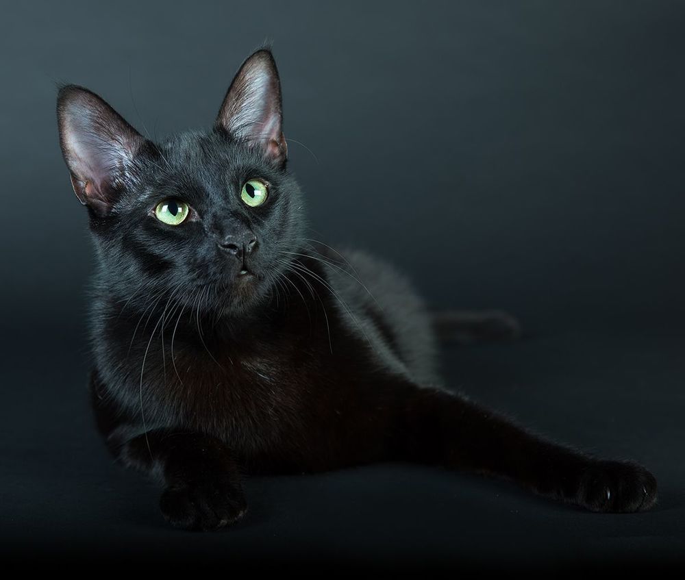Кузя - My Black Cat