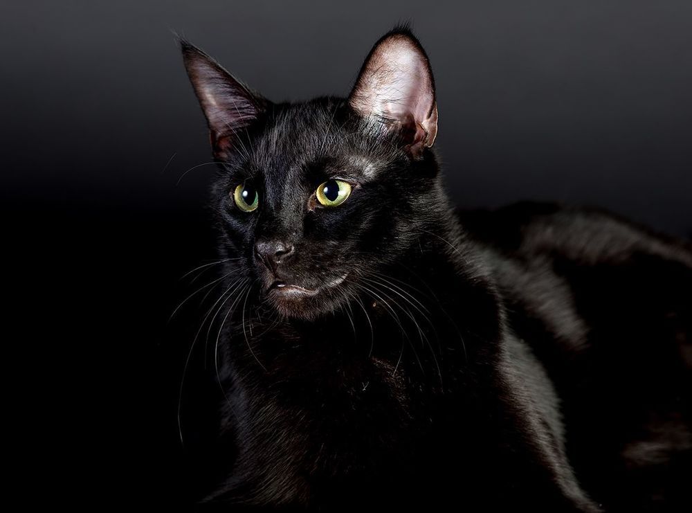 Кузя - My Black Cat