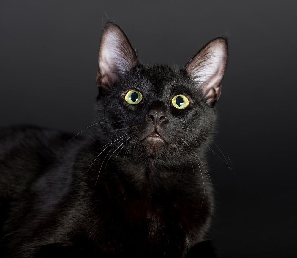 Кузя - My Black Cat